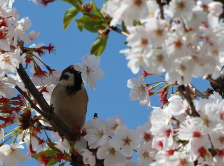 ＺＫＥの花回し_d0346713_21450344.jpg