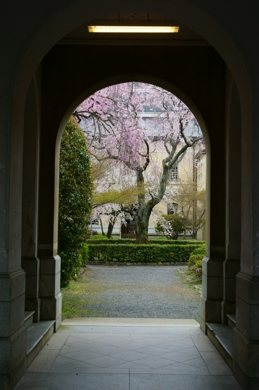 京都府庁旧本館の桜_e0177413_10315161.jpg