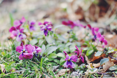 4月のマイリトルボックスは春を感じる「My Little Flower Box」！_d0063314_181538100.jpg