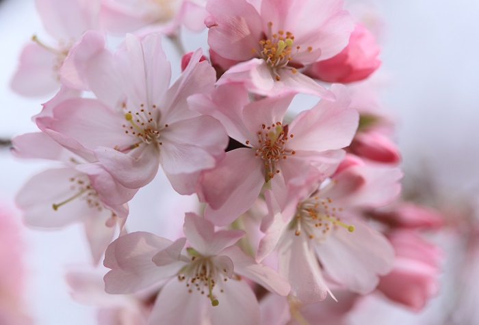 思川桜（おもいがわざくら） : 日々の風景