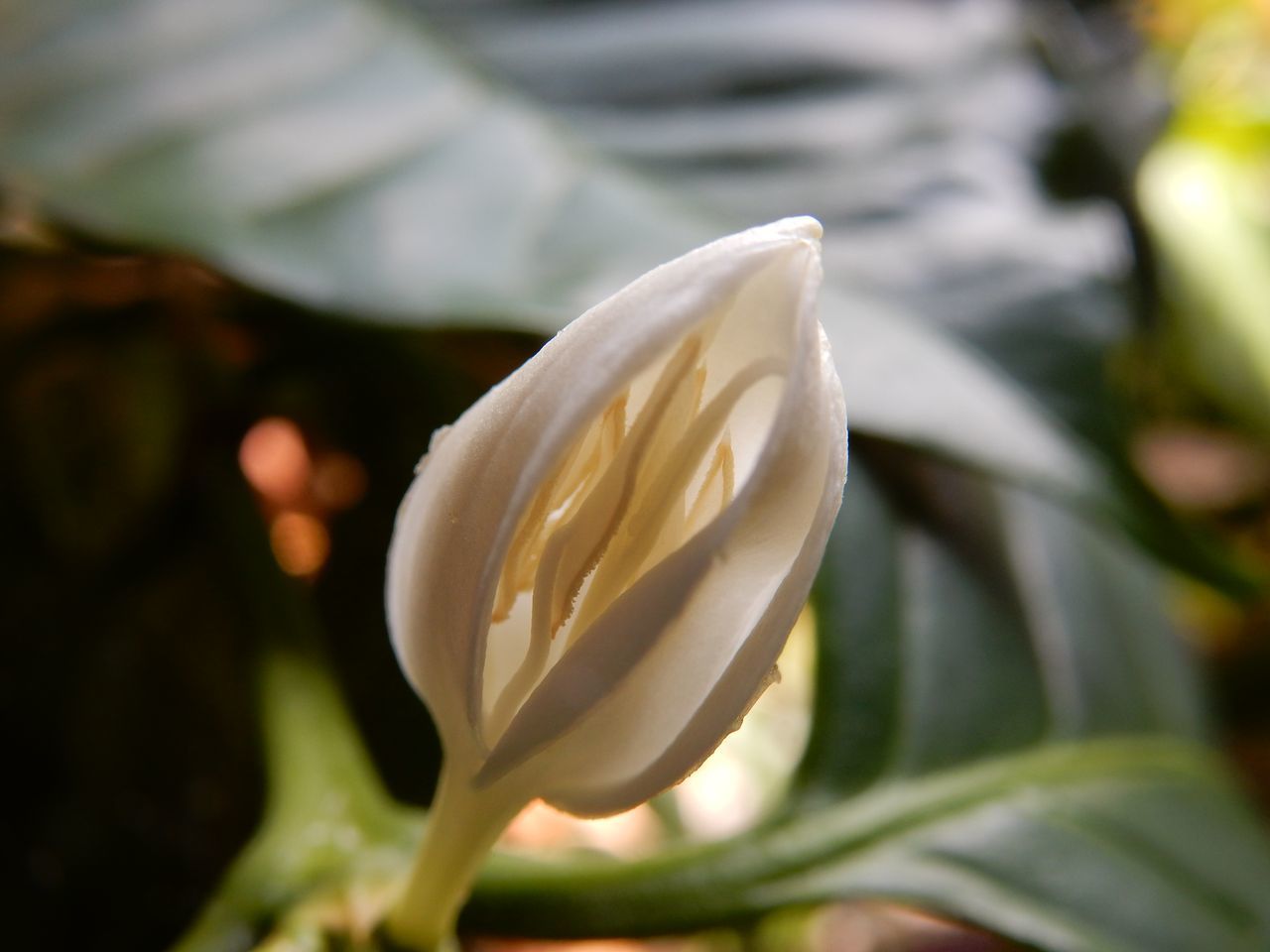 コーヒー開花_c0025115_20505390.jpg