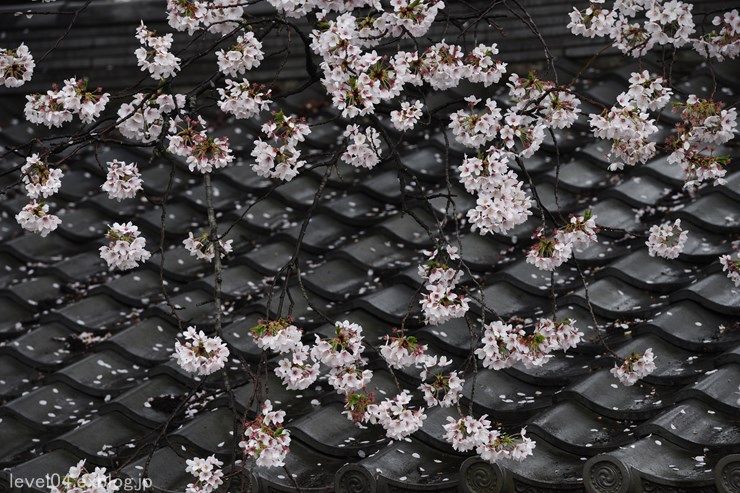 東光寺 ～染井吉野と石戸蒲桜～ 1_d0319222_13455410.jpg