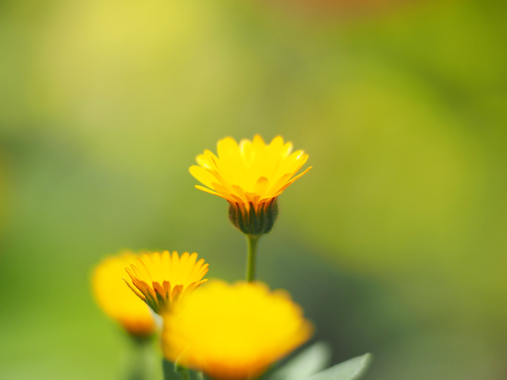 オリンパス M.ZUIKO DIGITAL ED 75mm F1.8での花壇_f0324026_2025513.jpg