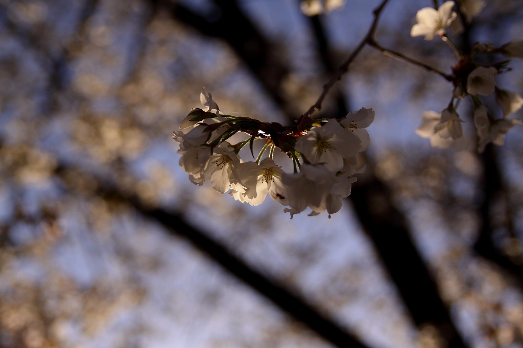 桜、2016　その２_f0264029_1513680.jpg