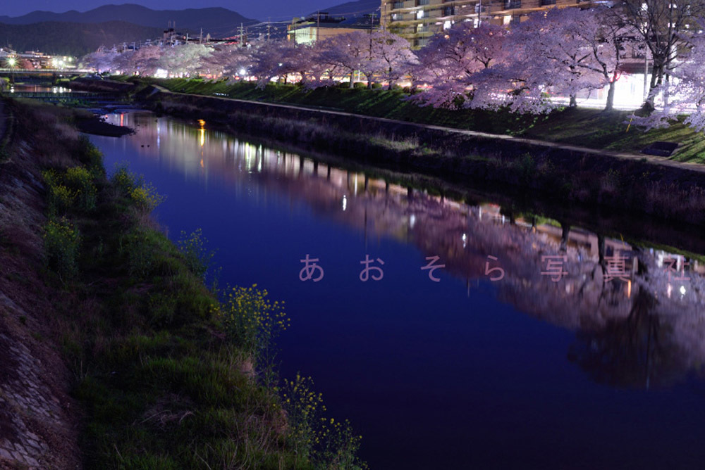 ふだん暮らしの桜風景_e0272231_05044771.jpg