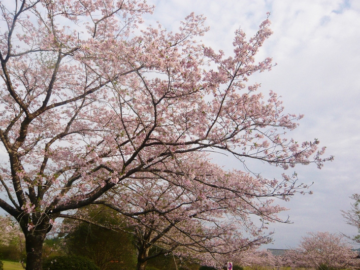 a0206332_921045.jpg