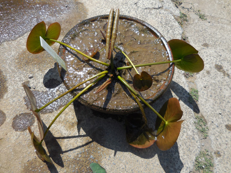 温帯性睡蓮植え替えと蓮の今 だって おばちゃんだもん