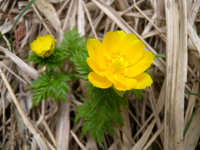 飛岳の福寿草に大感動！_e0272335_18581118.jpg