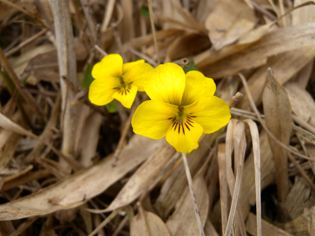 飛岳の福寿草に大感動！_e0272335_19233330.jpg