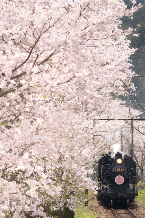 春爛漫！家山の桜トンネル_a0335036_17163987.jpg