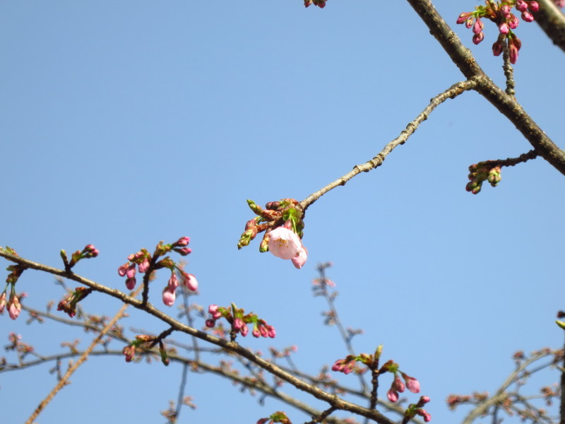 ここにも懐かしの分校が~中島分校の桜~_b0206037_08382736.jpg