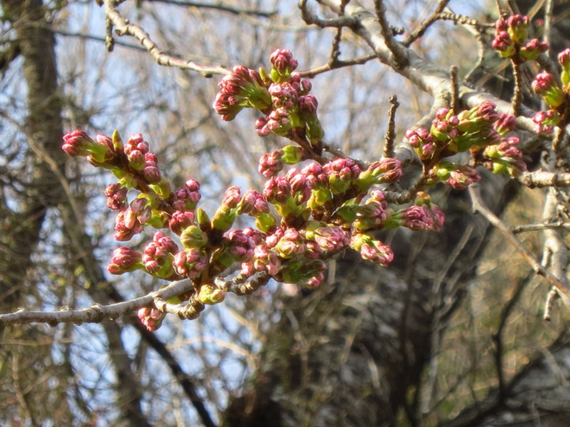 ここにも懐かしの分校が~中島分校の桜~_b0206037_08495060.jpg
