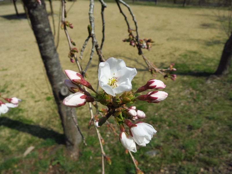 ここにも懐かしの分校が~中島分校の桜~_b0206037_13052912.jpg