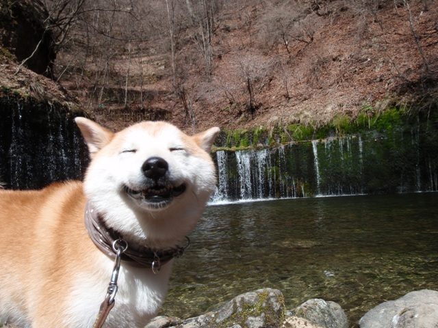 変な顔ばっかり 柴犬 はなとわ日記 変な顔ばっかり 柴犬 はなとわ日記