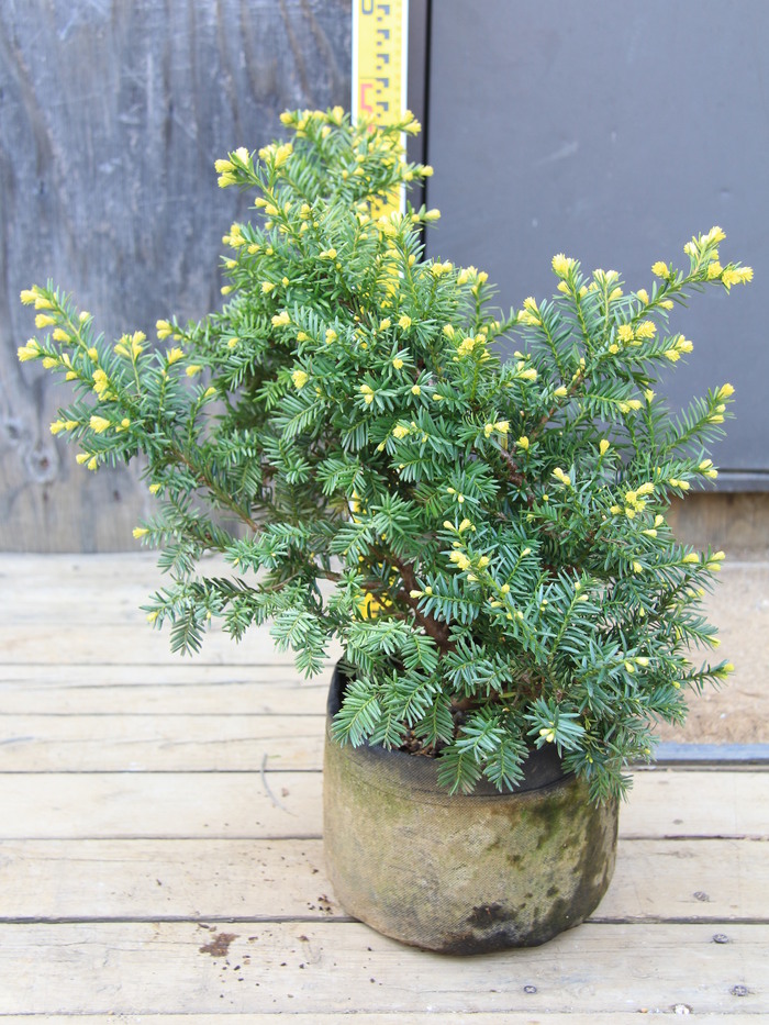 キンキャラ/金キャラ管理70258