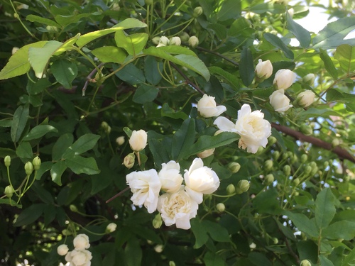 「モッコウ薔薇」_e0288544_11243275.jpg