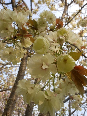今年は間に合ったうこん桜♪_c0261346_22292445.jpg