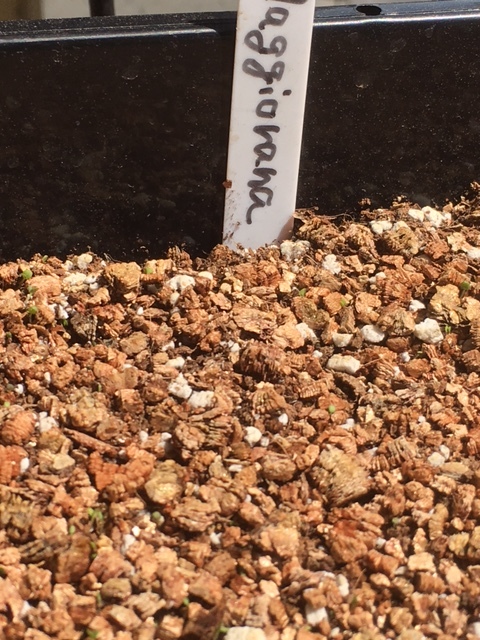 オレガノ　マジョラムの発芽　トマト苗の　定植畝を作ります_c0222448_12185835.jpg