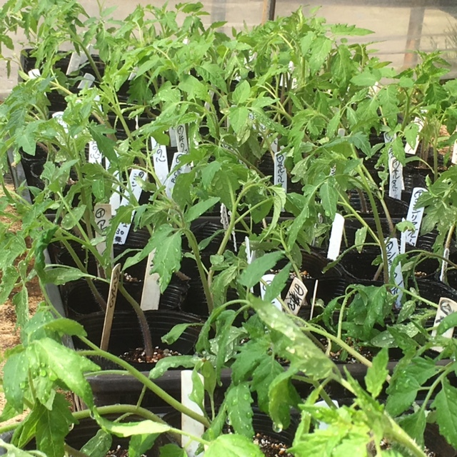 オレガノ　マジョラムの発芽　トマト苗の　定植畝を作ります_c0222448_12193374.jpg