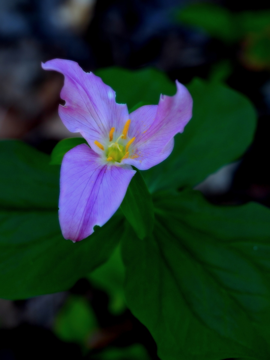 延齢草の贅沢な下草_f0287251_09064618.jpg