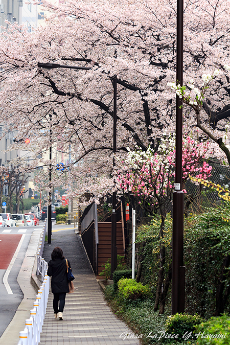 花のある風景　ソメイヨシノの風景_b0133053_010581.jpg