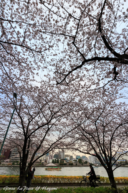 花のある風景　ソメイヨシノの風景_b0133053_0165911.jpg