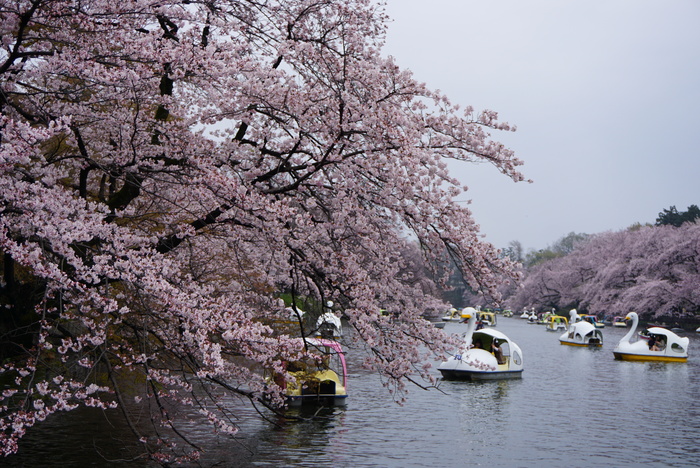 井の頭公園の桜☆１_d0152261_21275913.jpg