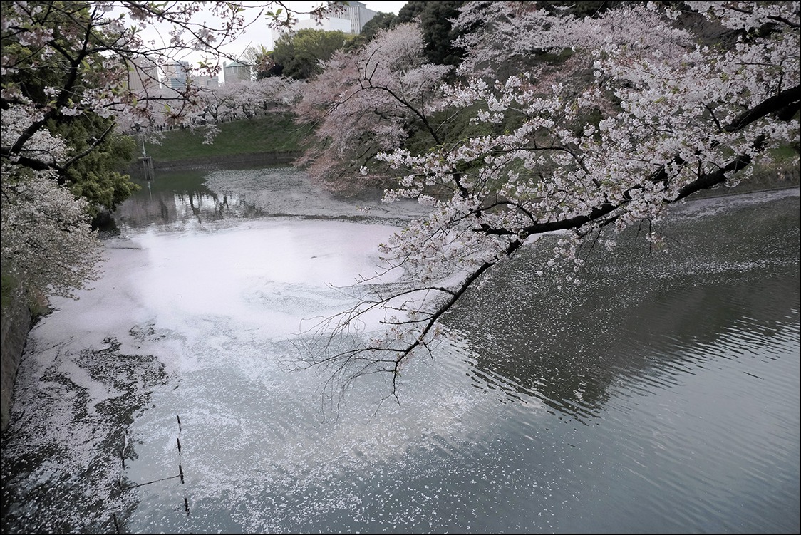 ＜花祭り＞4月8日　花曇りの千鳥ヶ淵緑道花筏の半時_a0031363_19534298.jpg