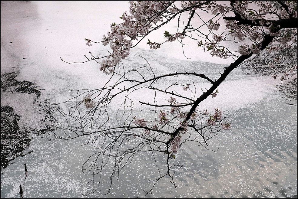 ＜花祭り＞4月8日　花曇りの千鳥ヶ淵緑道花筏の半時_a0031363_19551732.jpg