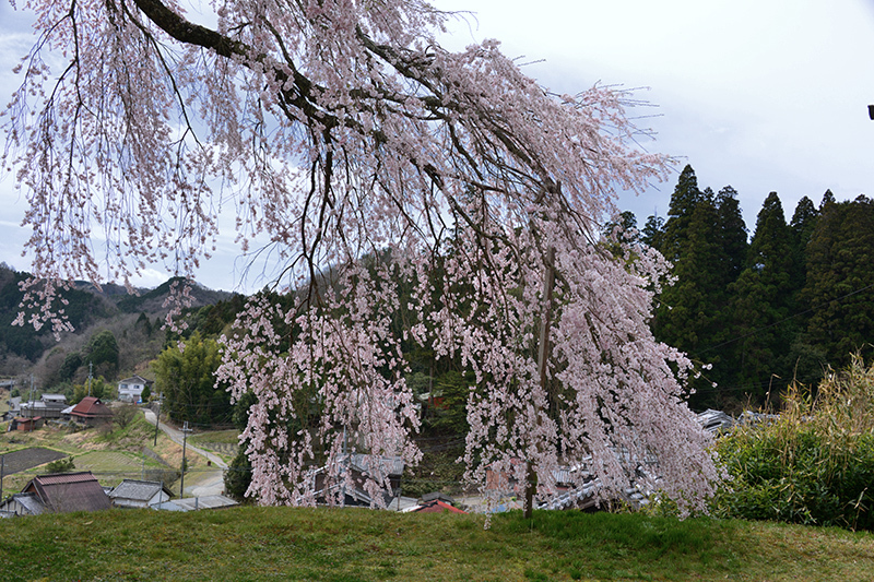 極楽桜_c0317868_18171414.jpg