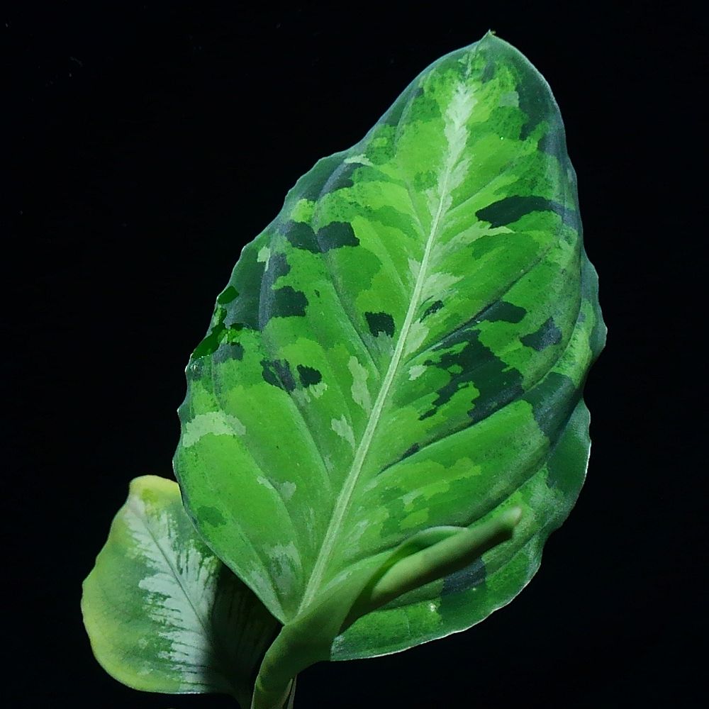 d0249970_10223.jpg