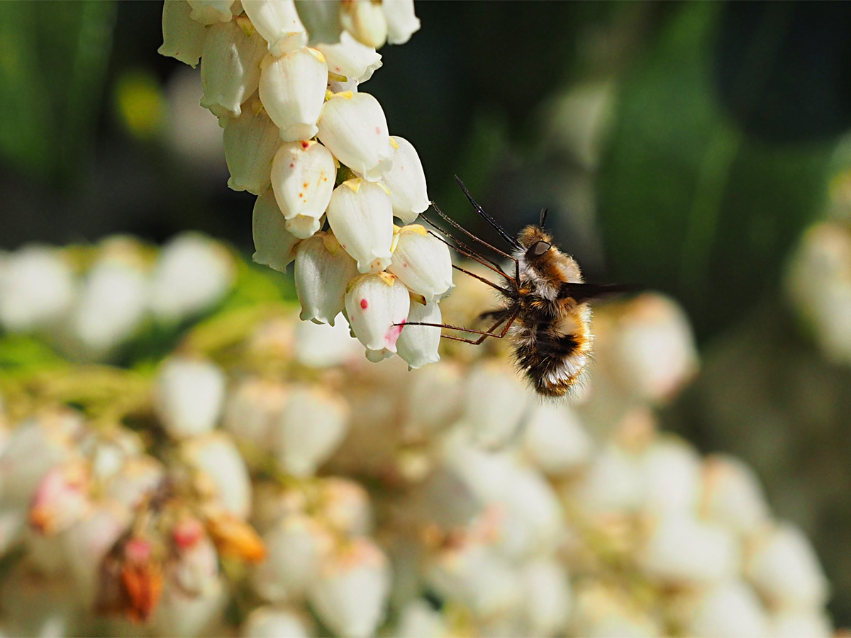 ビロードツリアブがやっとアセビの花の吸蜜に マッシーの四季折々