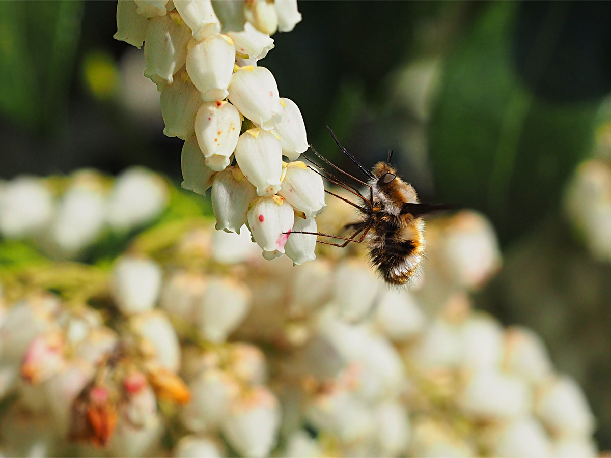 ビロードツリアブがやっとアセビの花の吸蜜に_d0283373_17112673.jpg