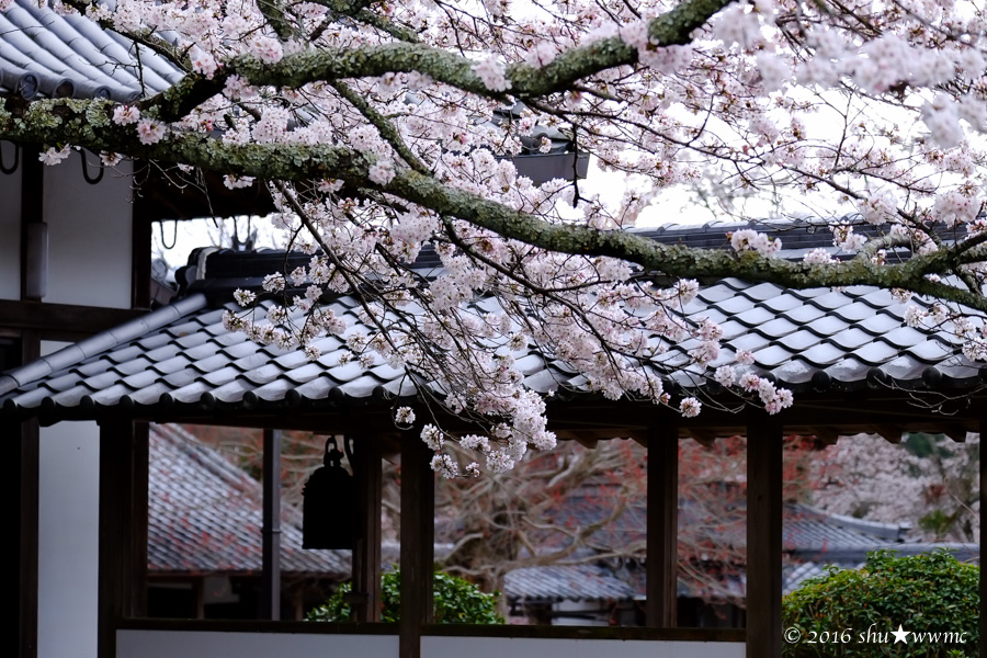 桜風景2016：6：吉野山のむかい_a0142976_19103946.jpg