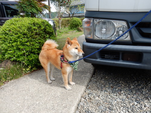 ドドンと来ました、ワンコも来たよ_f0054677_07330863.jpg