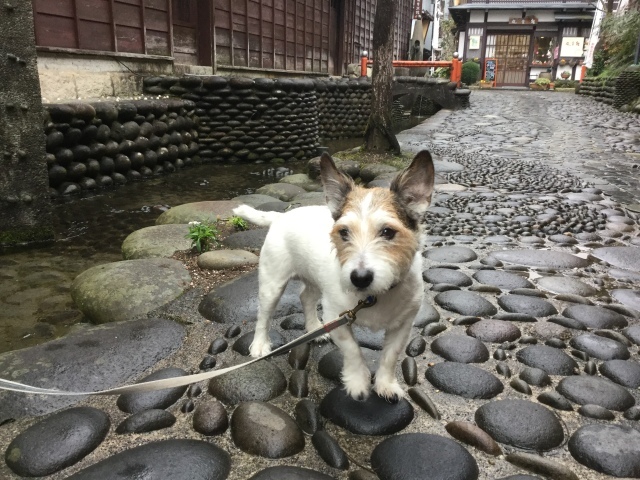 a0118079_18182861.jpeg
