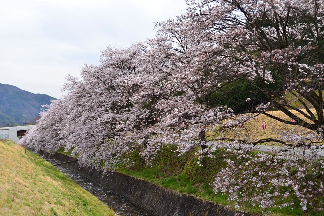 藤巻川の桜並木_d0341880_2172398.jpg