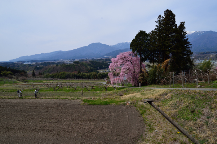 吉瀬の枝垂れ桜_d0341880_738392.jpg