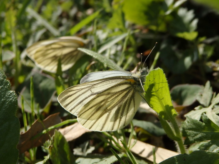 スジグロシロチョウ　春型　Pieris melete_c0208989_19234366.jpg