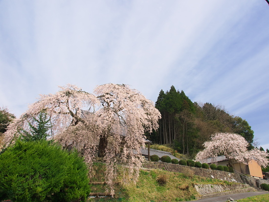 桜三昧2016～小倉観音寺・大照寺跡～(4/9)_d0026589_1184661.jpg