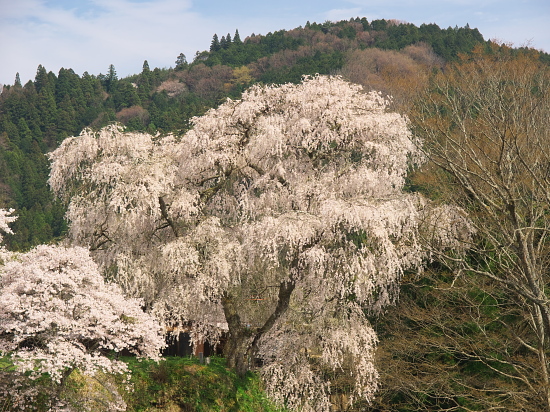 桜三昧2016～小倉観音寺・大照寺跡～(4/9)_d0026589_1194033.jpg