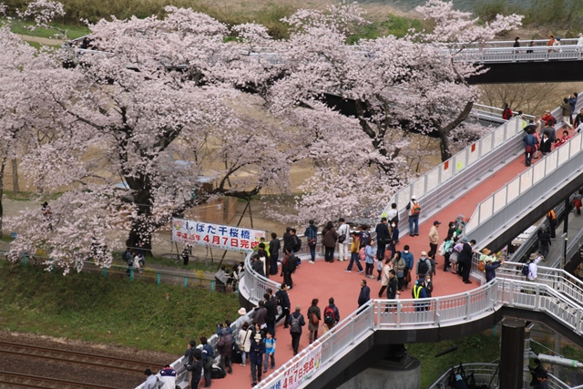 藤田八束の鉄道写真@レトロ列車が走る船岡城址の桜、春爛漫と列車の感動写真_d0181492_1822045.jpg