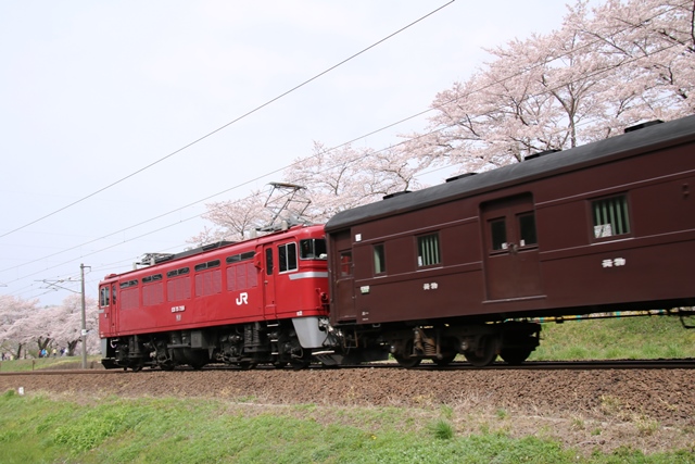 藤田八束の鉄道写真@レトロ列車が走る船岡城址の桜、春爛漫と列車の感動写真_d0181492_18224334.jpg