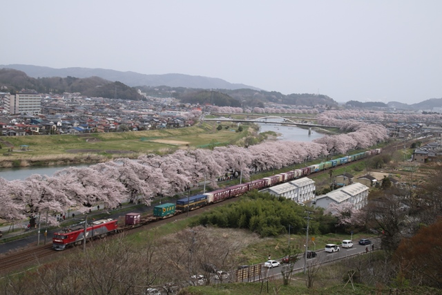 藤田八束の今年の写真ベスト3@ 船岡城址と千本桜・・・・その2/3_d0181492_202616.jpg