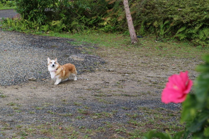 屋久島への旅　その３　島一周した！_f0075595_01410191.jpg