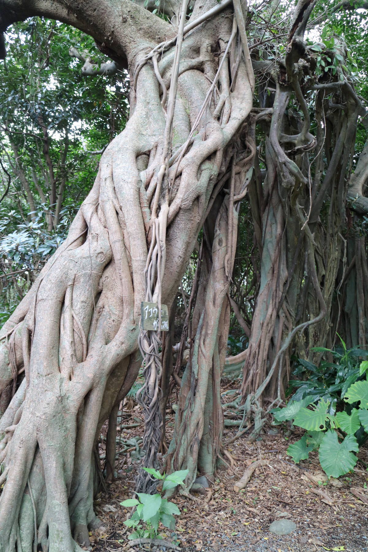 屋久島への旅　その３　島一周した！_f0075595_01461237.jpg