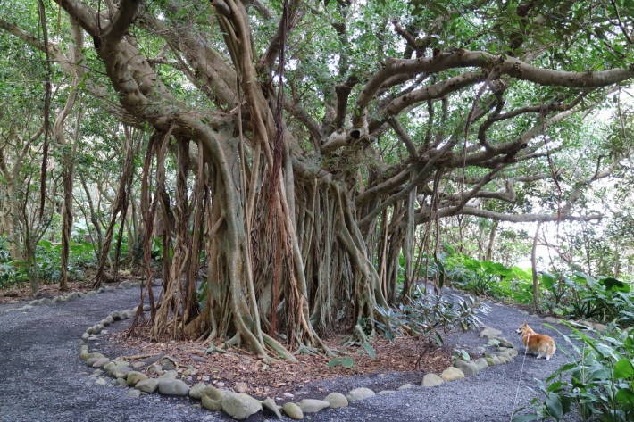 屋久島への旅　その３　島一周した！_f0075595_01483608.jpg