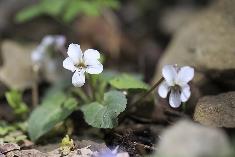 裏高尾deスミレさんぽ  2016.4.9(土)_c0213096_16362141.jpg