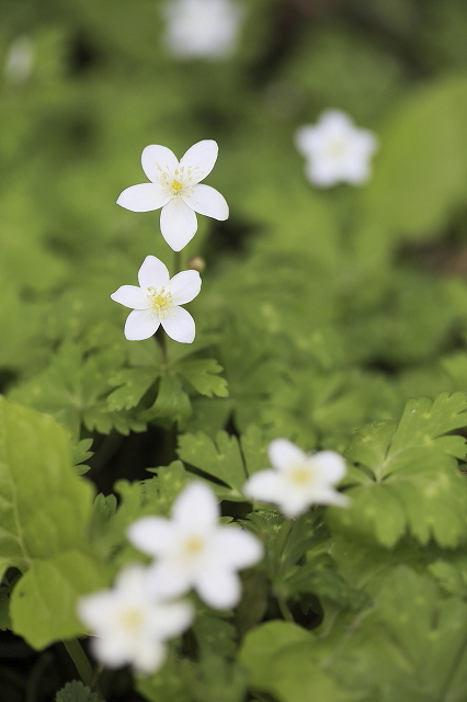 裏高尾deスミレさんぽ  2016.4.9(土)_c0213096_16383113.jpg