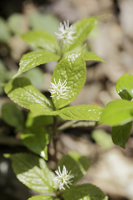 裏高尾deスミレさんぽ  2016.4.9(土)_c0213096_16470789.jpg